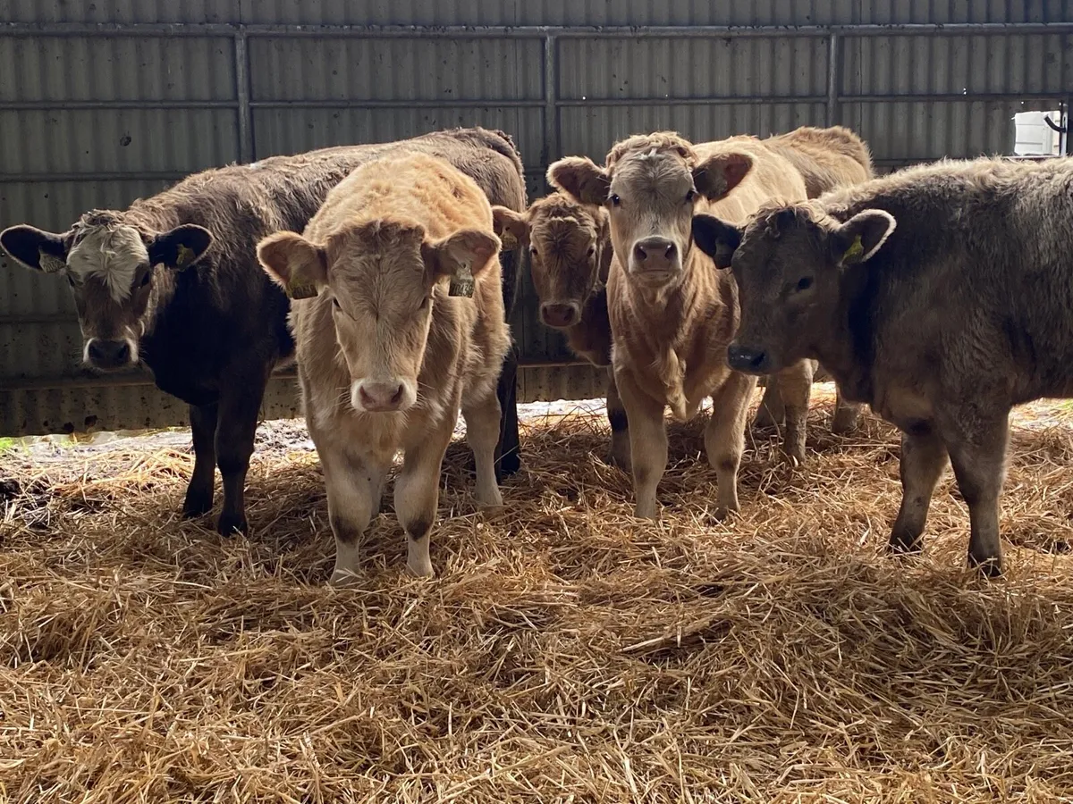 5 Super Charolais Heifer Weanlings - Image 3