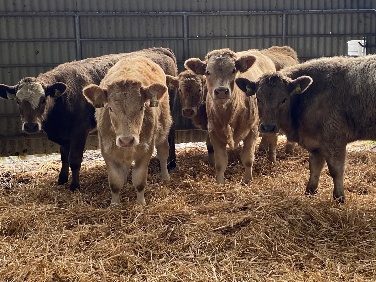 5 Super Charolais Heifer Weanlings - Image 4