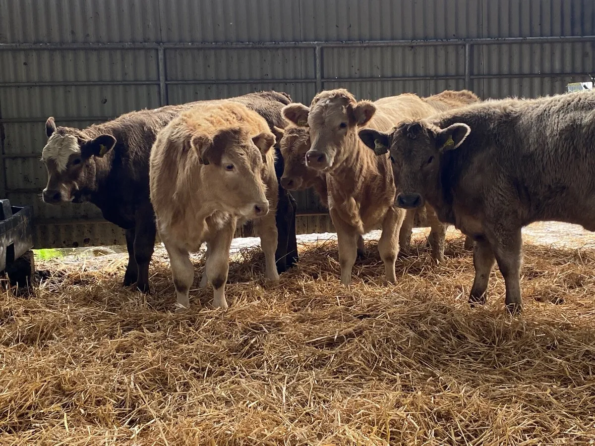 5 Super Charolais Heifer Weanlings - Image 2