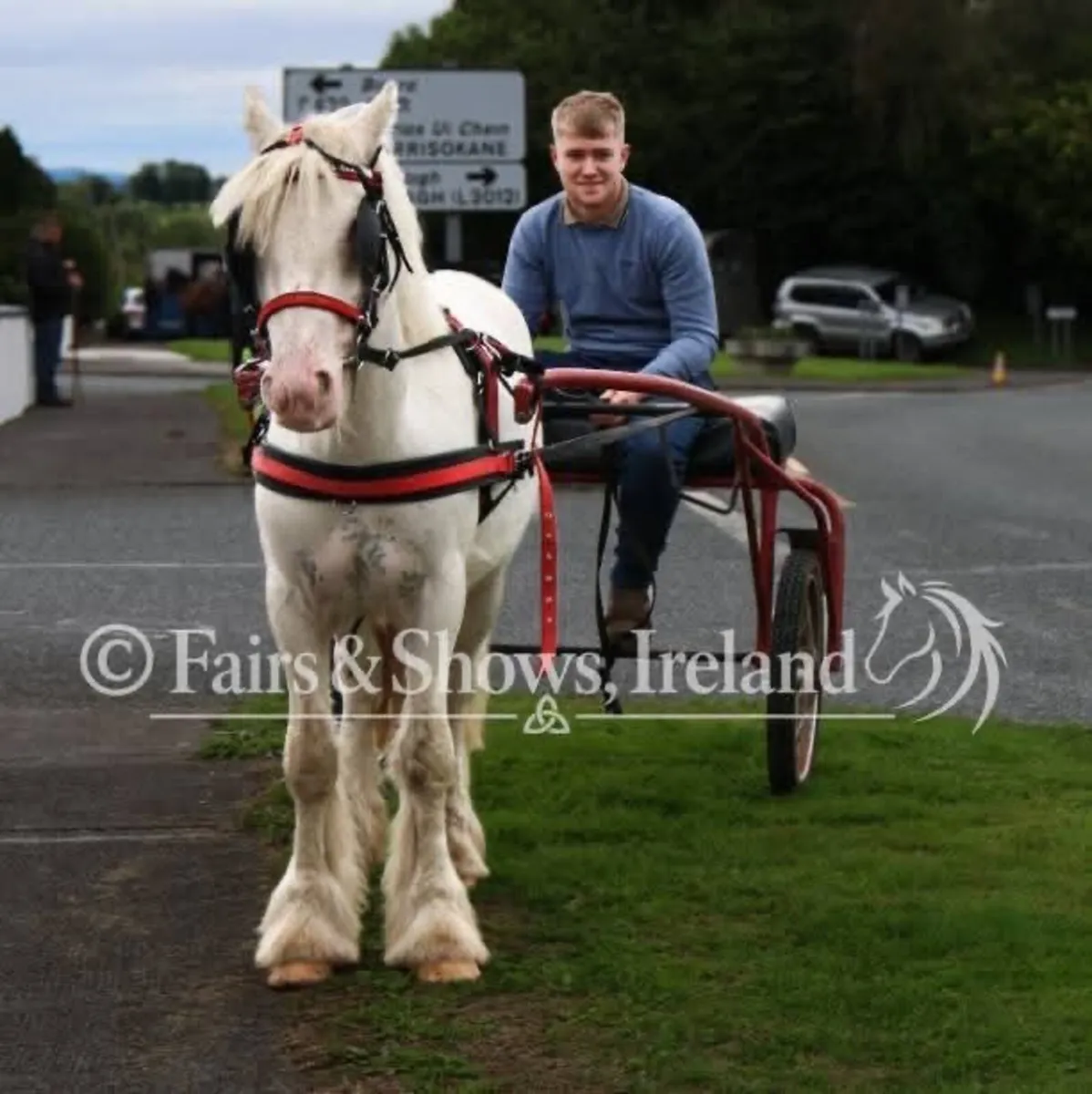 12.2 cob gelding - Image 1
