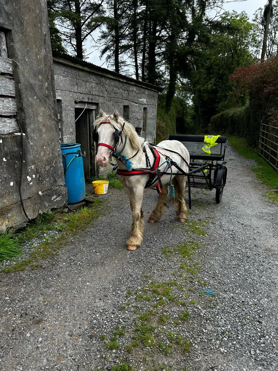 12.2 cob gelding - Image 4