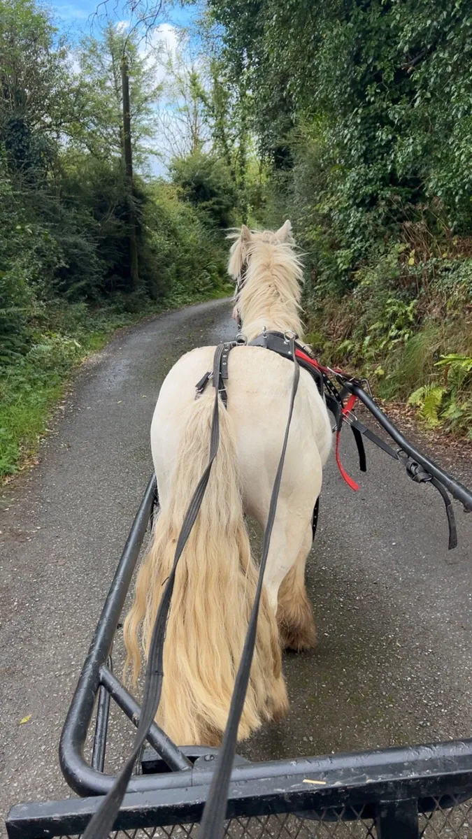 12.2 cob gelding - Image 3