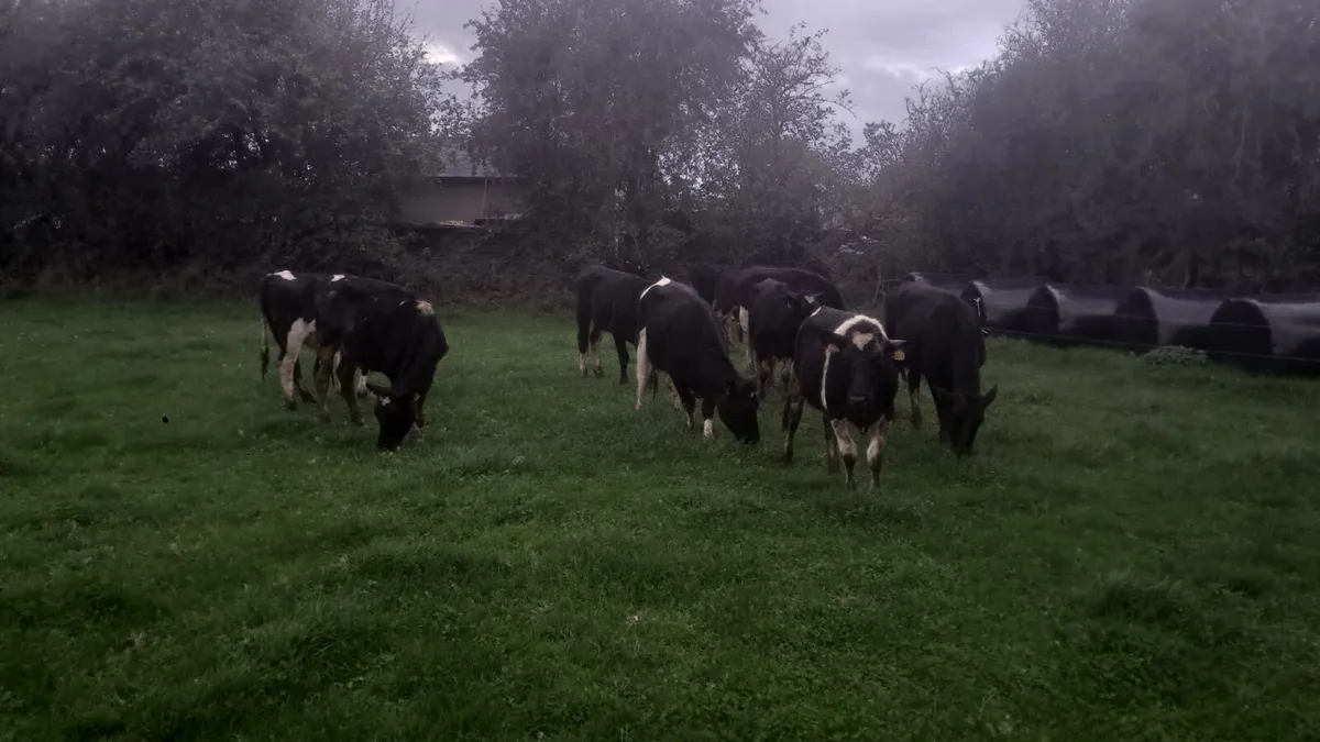 Friasian heifers - Image 1