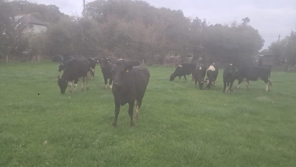 Friasian heifers - Image 3