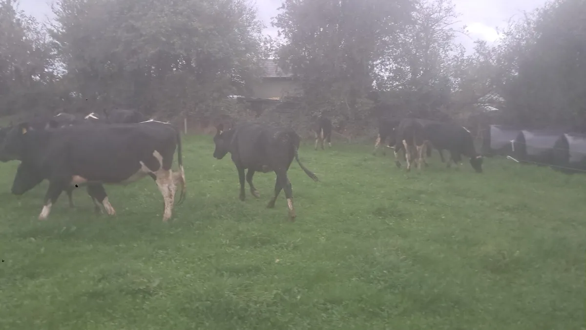 Friasian heifers - Image 2