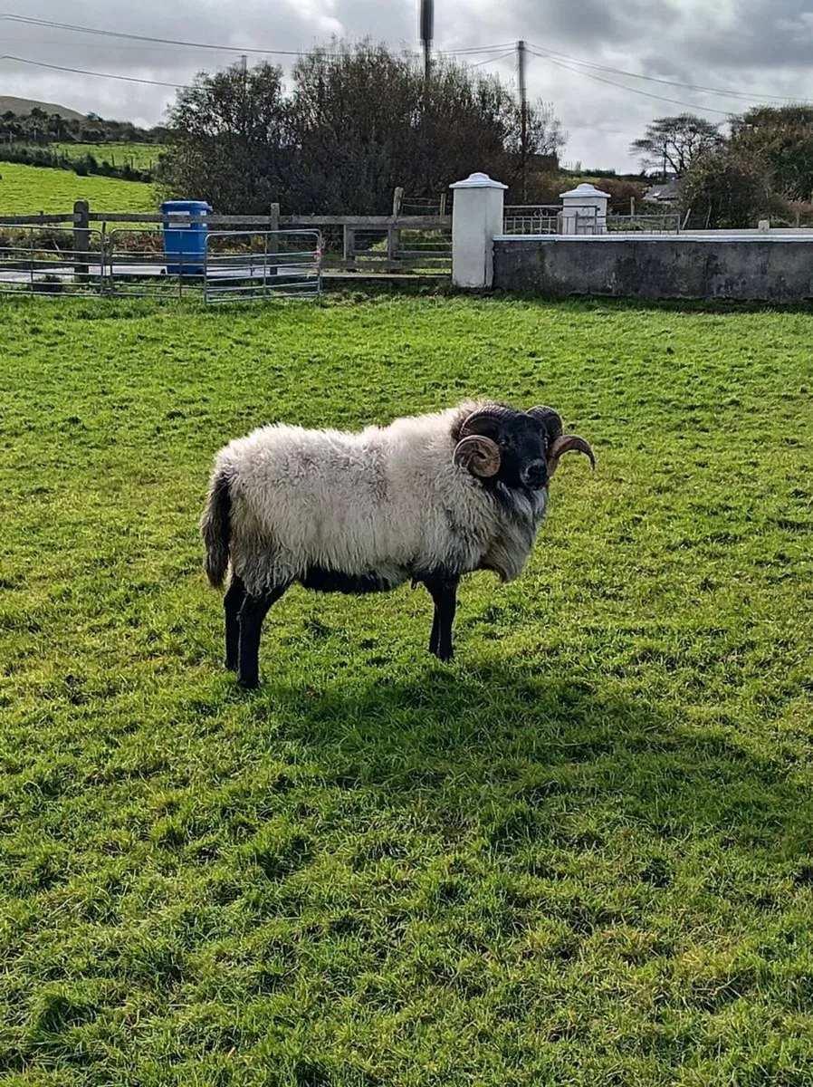 Sis approved black face ram - Image 2