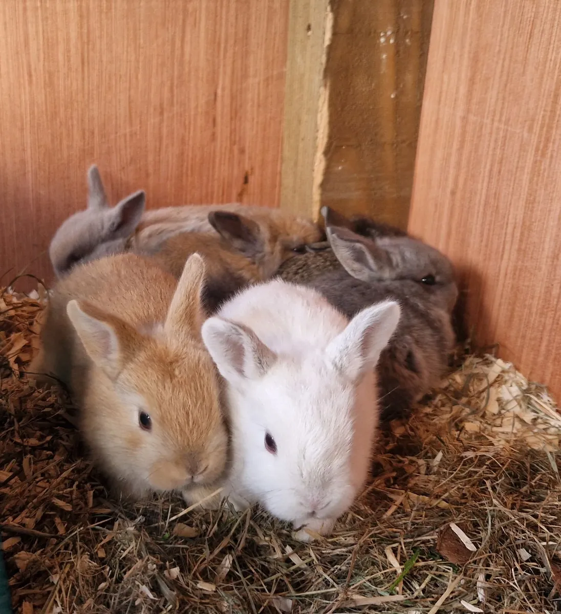 Rabbit - Image 1