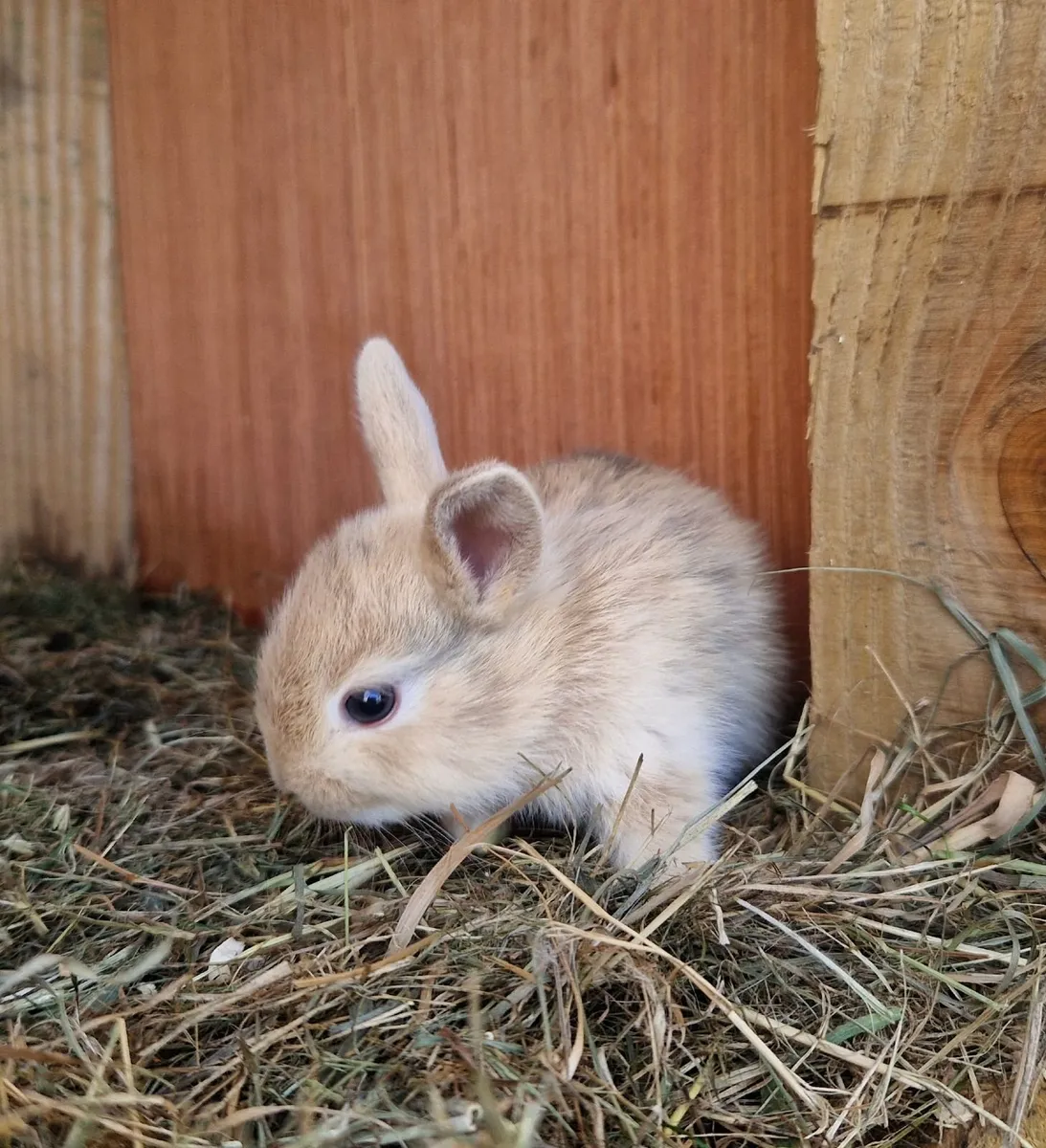 Rabbit - Image 2