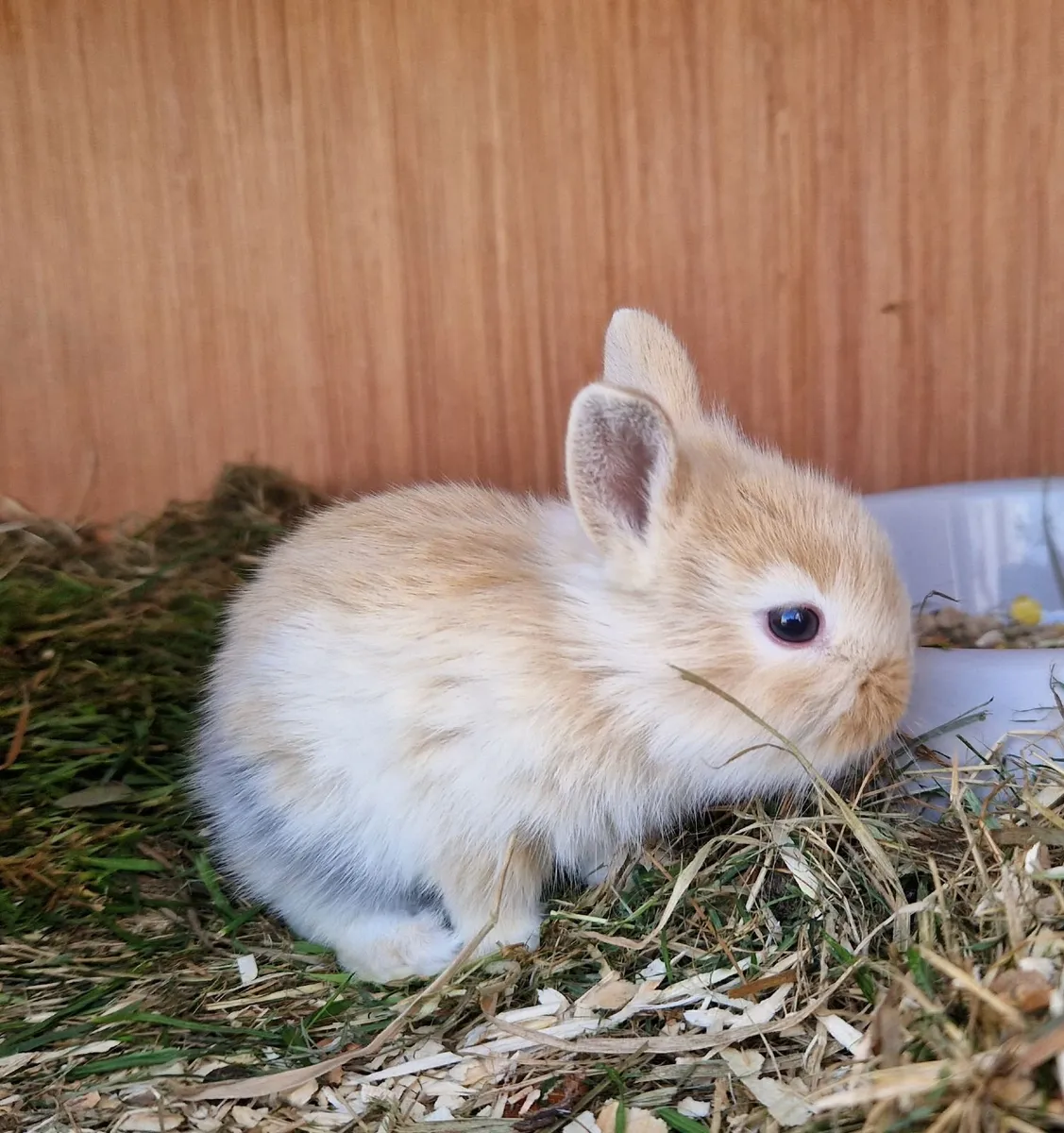 Rabbit - Image 3