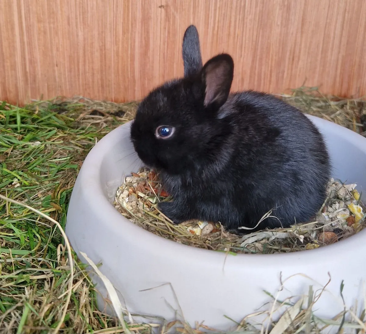 Rabbits for sale - Image 4