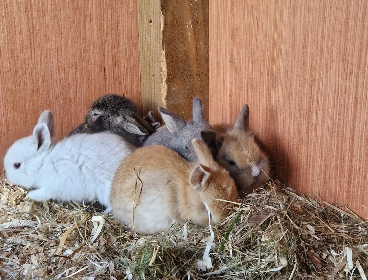 Rabbit - Image 4