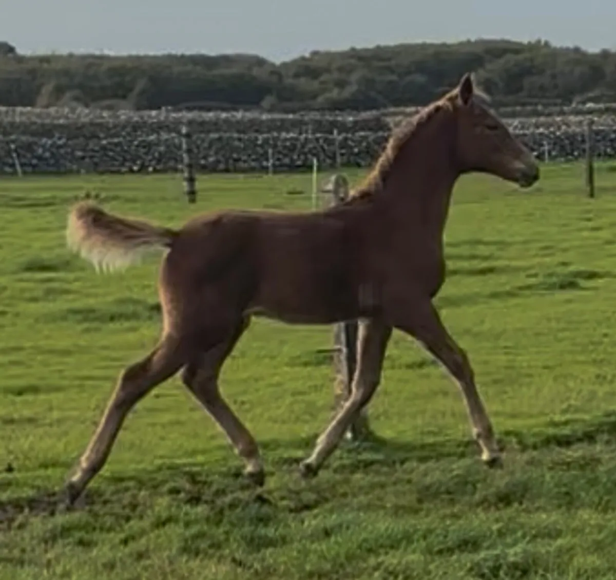 ⭐️Top Class TIH Colt Foal⭐️ - Image 2