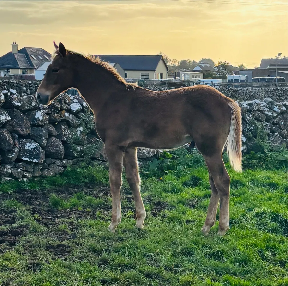 ⭐️Top Class TIH Colt Foal⭐️ - Image 1