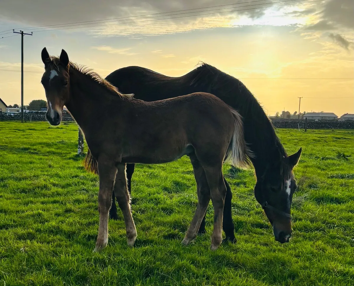 ⭐️Top Class TIH Colt Foal⭐️ - Image 3