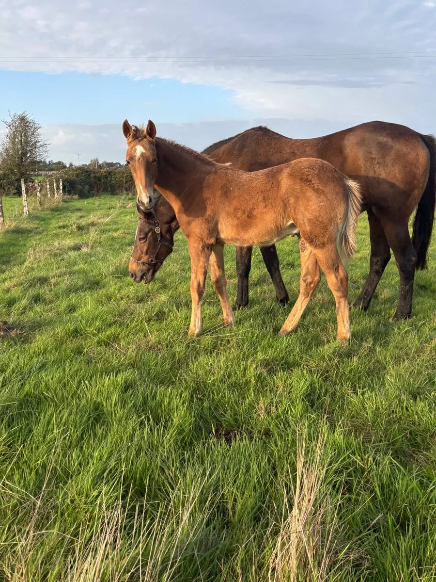⭐️Top Class TIH Colt Foal⭐️ - Image 4