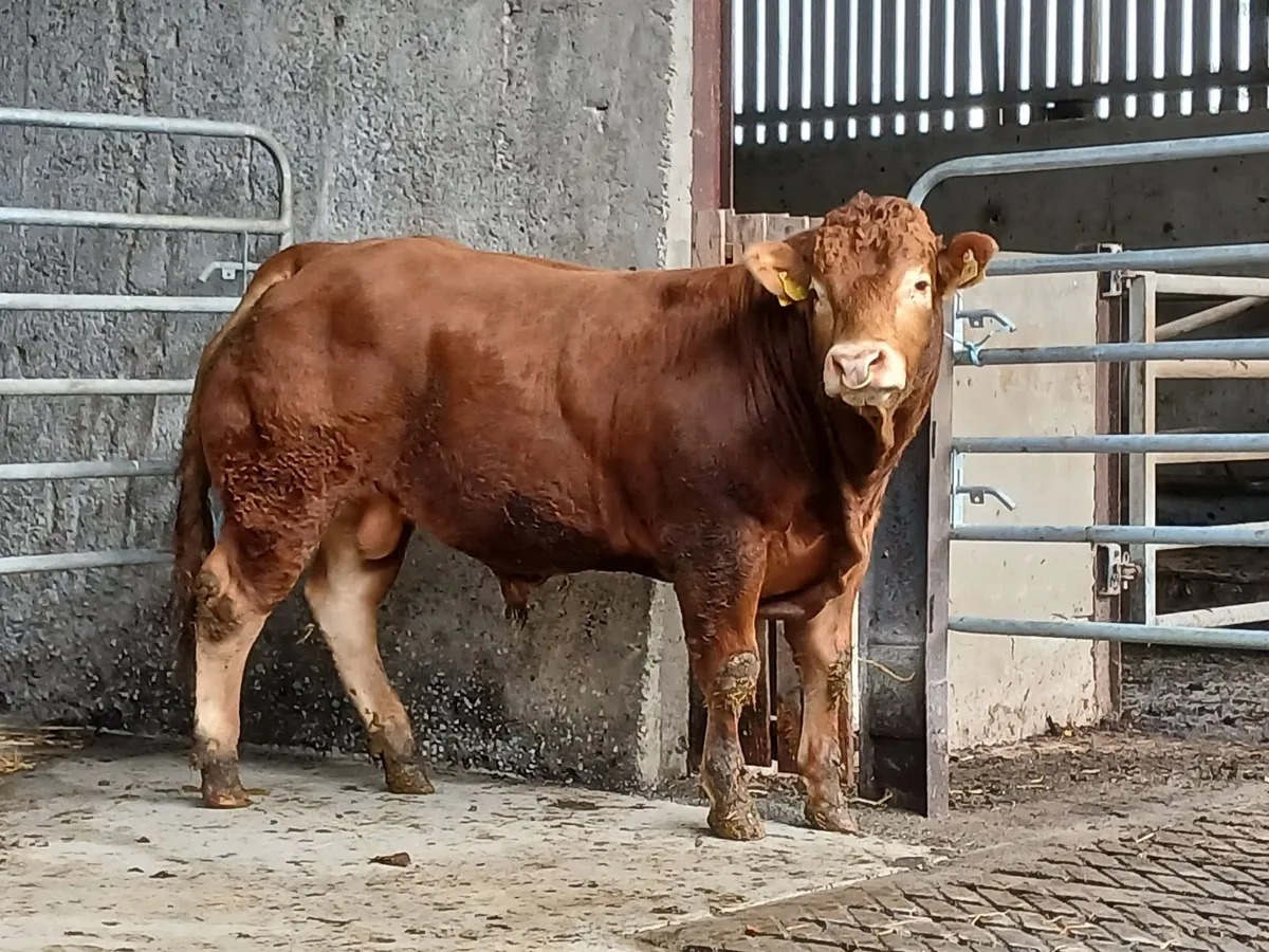 Pedigree Limousin Bull - Image 2
