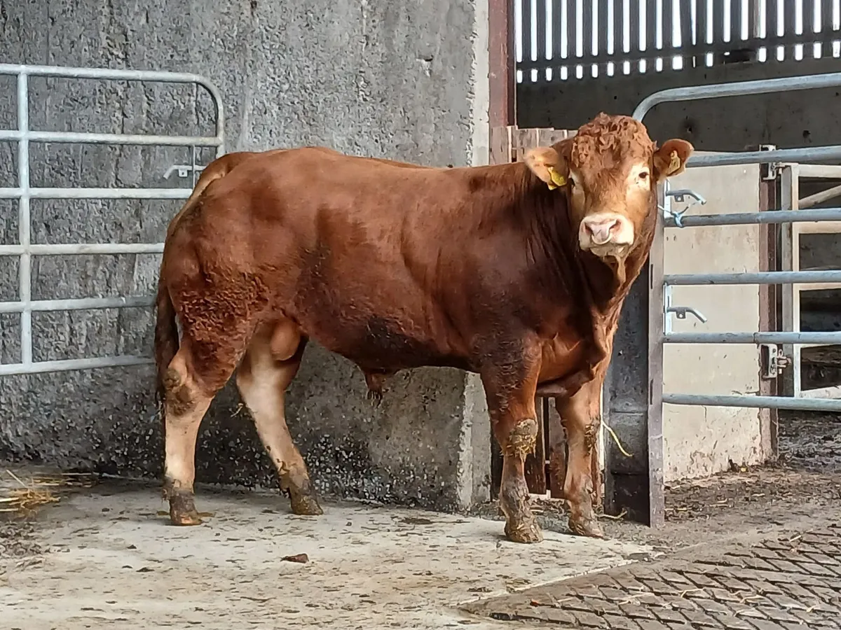 Pedigree Limousin Bull - Image 3