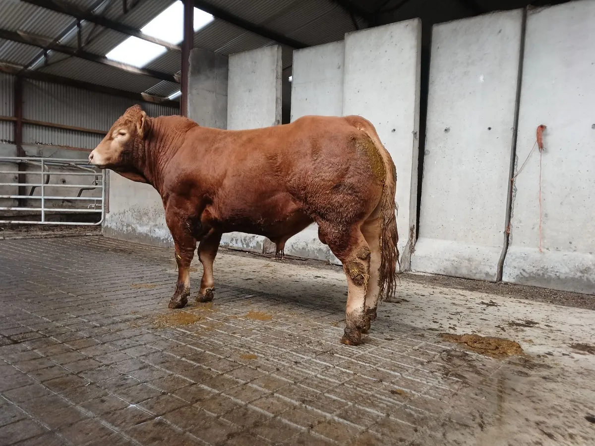 Pedigree Limousin Bull - Image 4