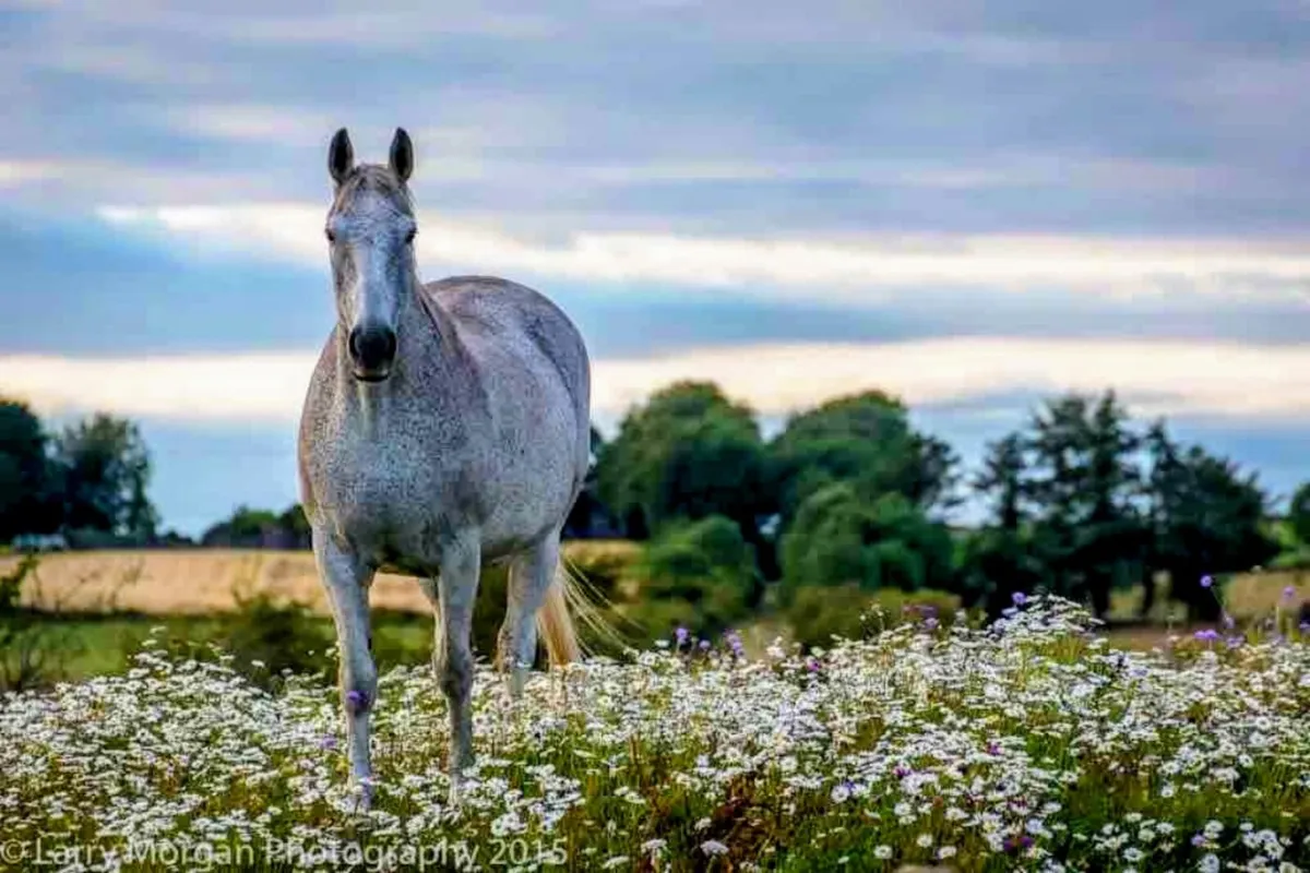 Irish Draught Gelding - Image 1