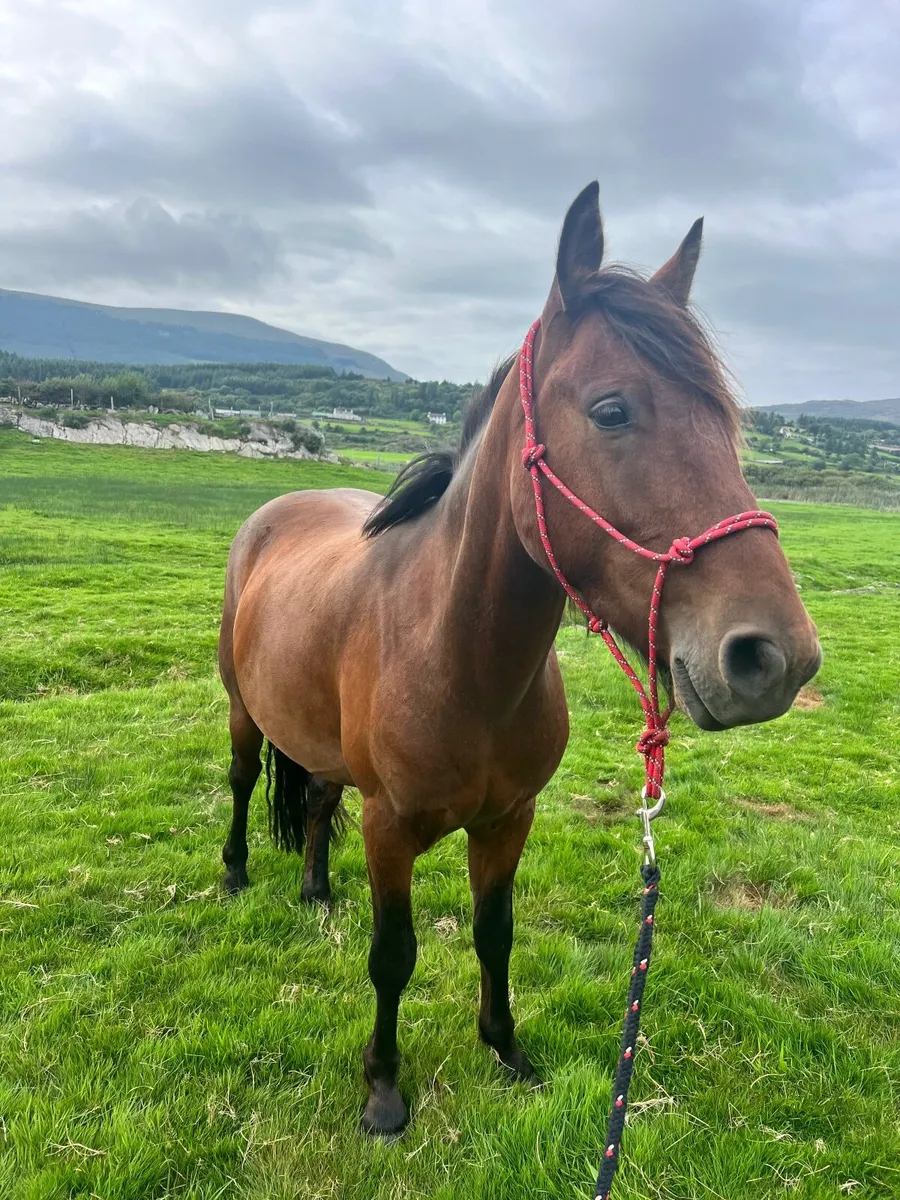 Connemara Gelding 4yo — Class 1 breeding - Image 4