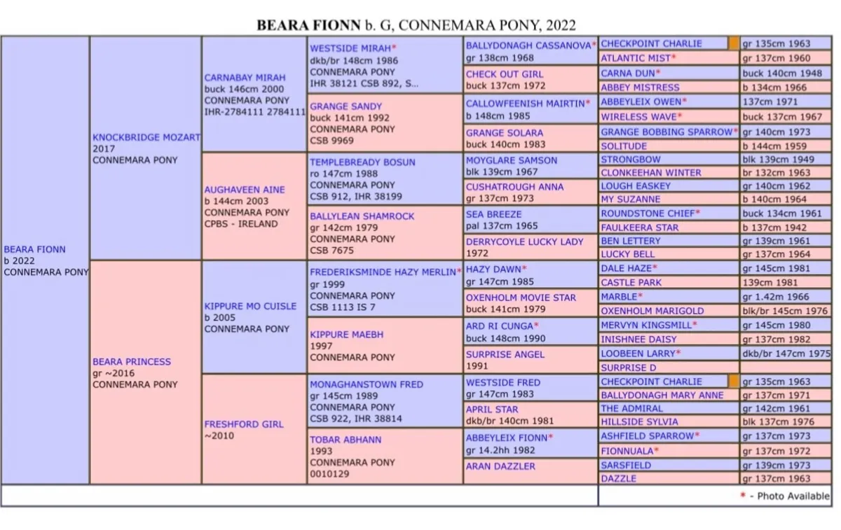 Connemara Gelding 4yo — Class 1 breeding - Image 2