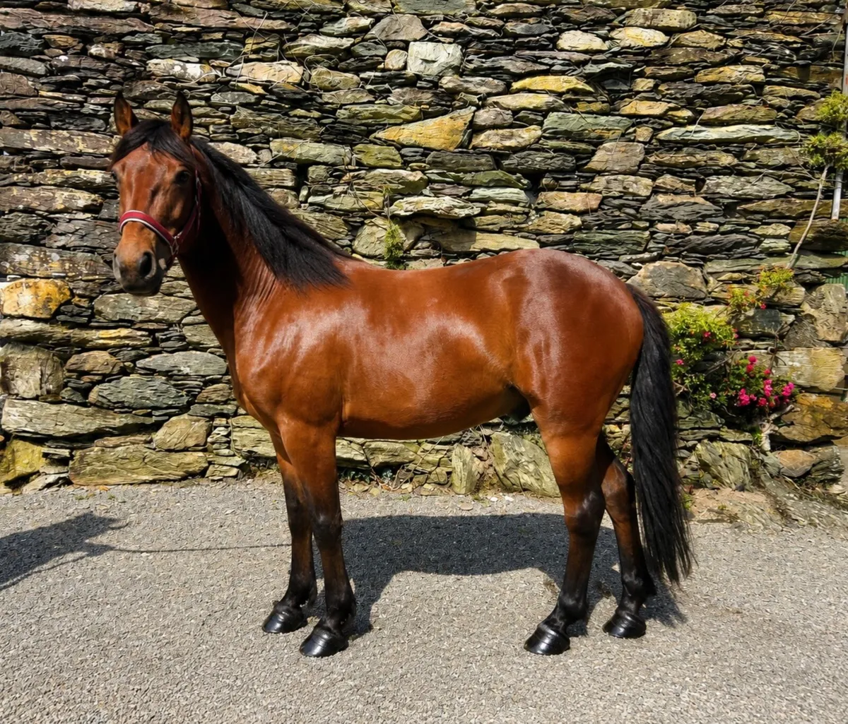 Connemara Gelding 4yo — Class 1 breeding - Image 1