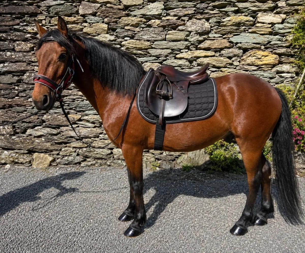 Connemara Gelding 4yo — Class 1 breeding - Image 3