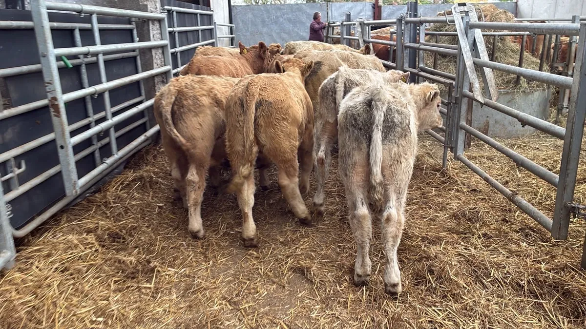 10 super charlaois bull weanlings - Image 2