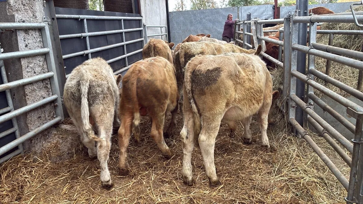 10 super charlaois bull weanlings - Image 3