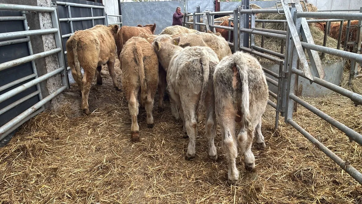 10 super charlaois bull weanlings - Image 4