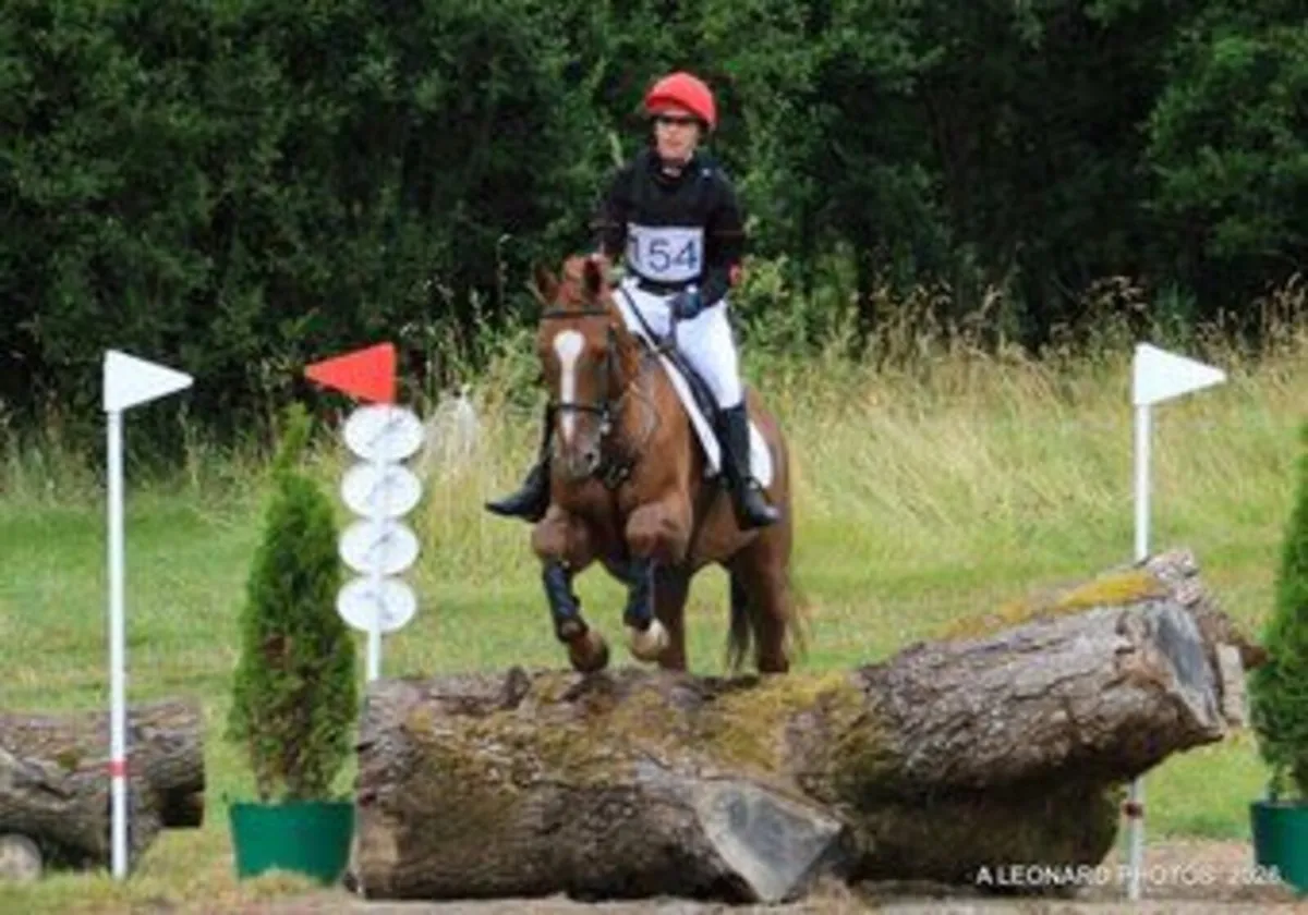 16hh Wonderful Chestnut Gelding - Image 1