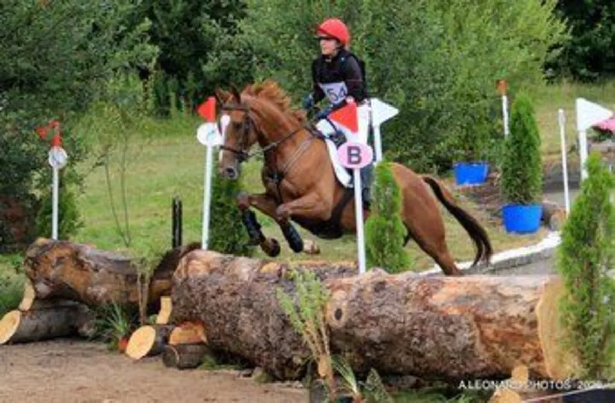16hh Wonderful Chestnut Gelding - Image 3