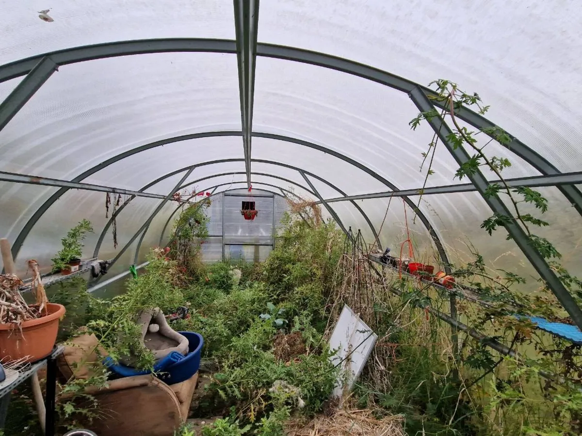 Pollytunnel - Image 3