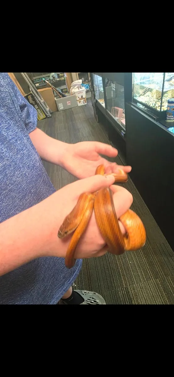 Corn Snake - Image 1