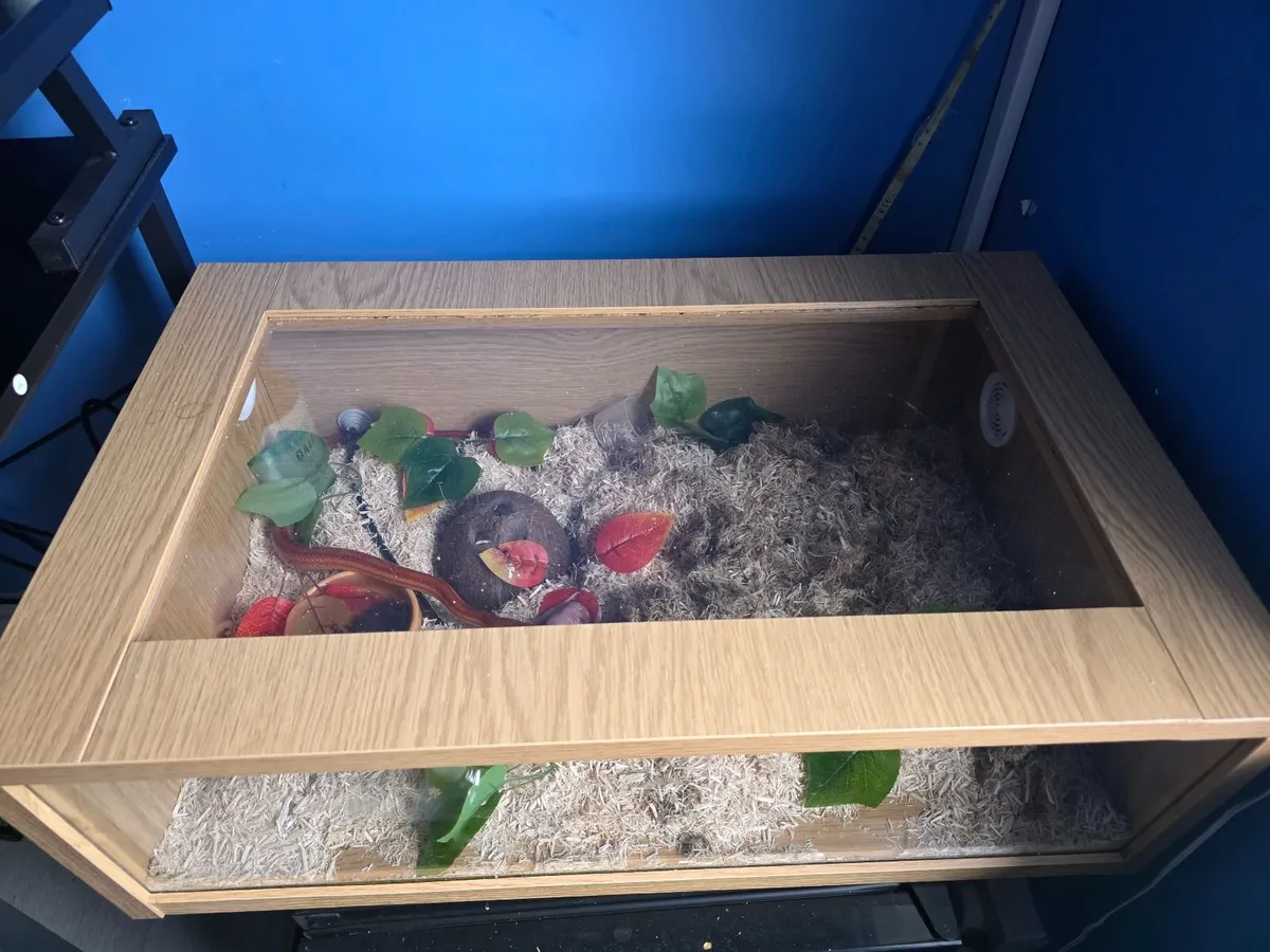 Corn Snake - Image 2