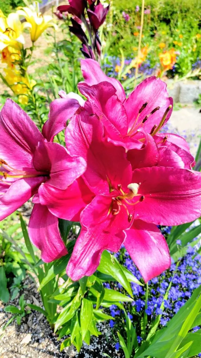 Plant Sale Gorey Drop Off - Image 1