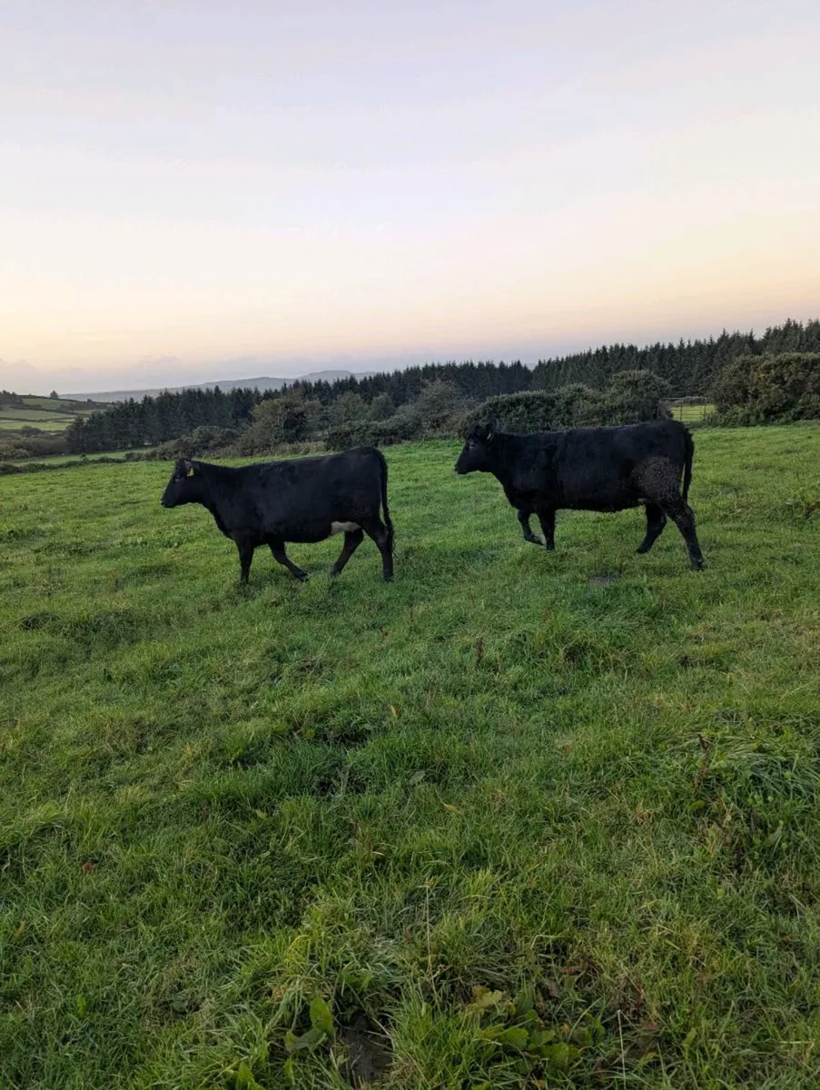 Incalf Angus heifers - Image 1