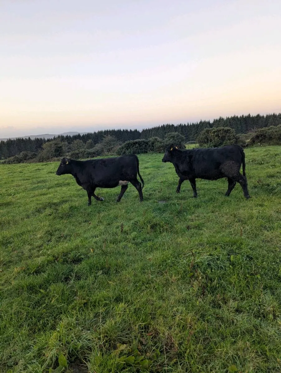 Incalf Angus heifers - Image 2