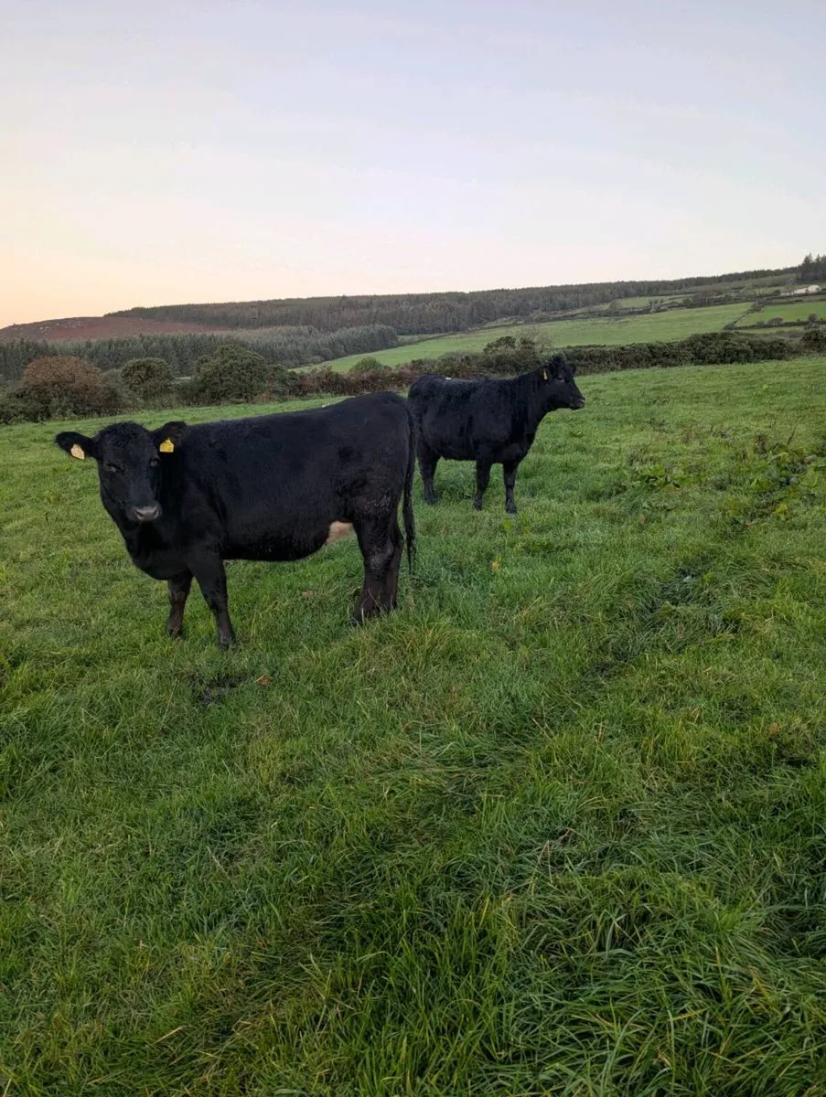 Incalf Angus heifers - Image 3