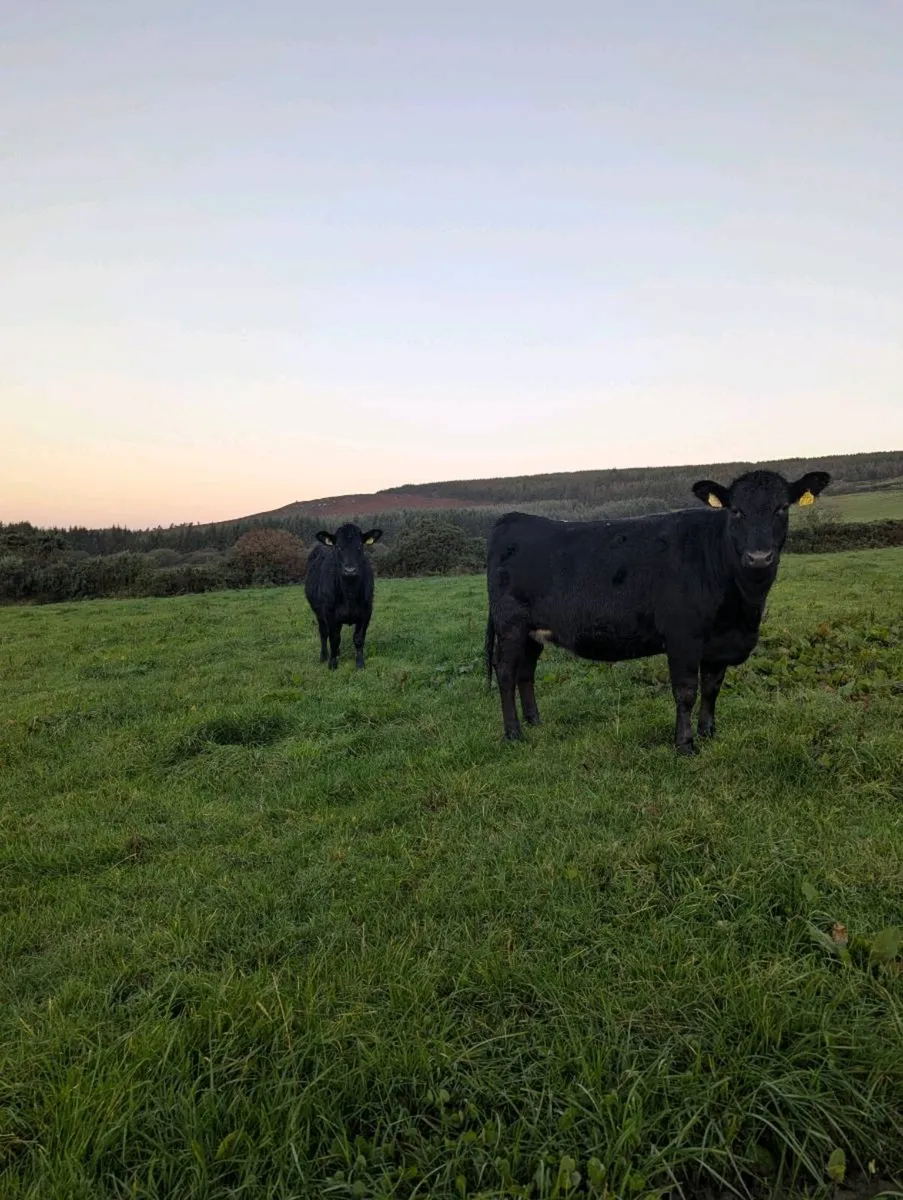 Incalf Angus heifers - Image 4