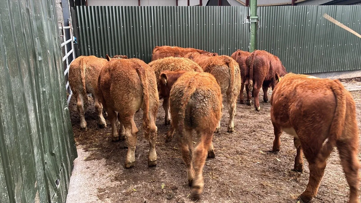 10 super u grade red limosin bull weanlings - Image 1