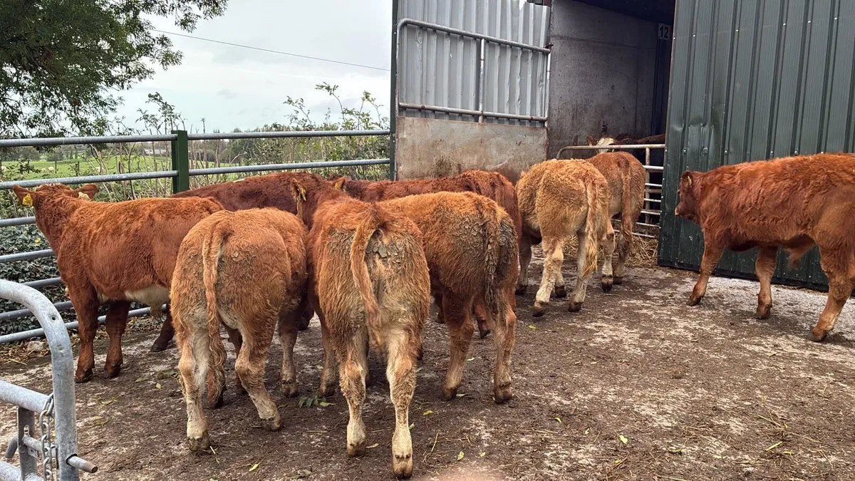 10 super u grade red limosin bull weanlings - Image 2