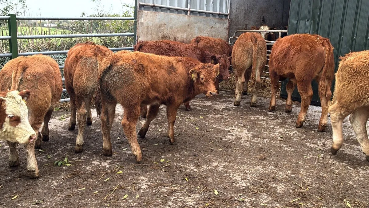 10 super u grade red limosin bull weanlings - Image 3