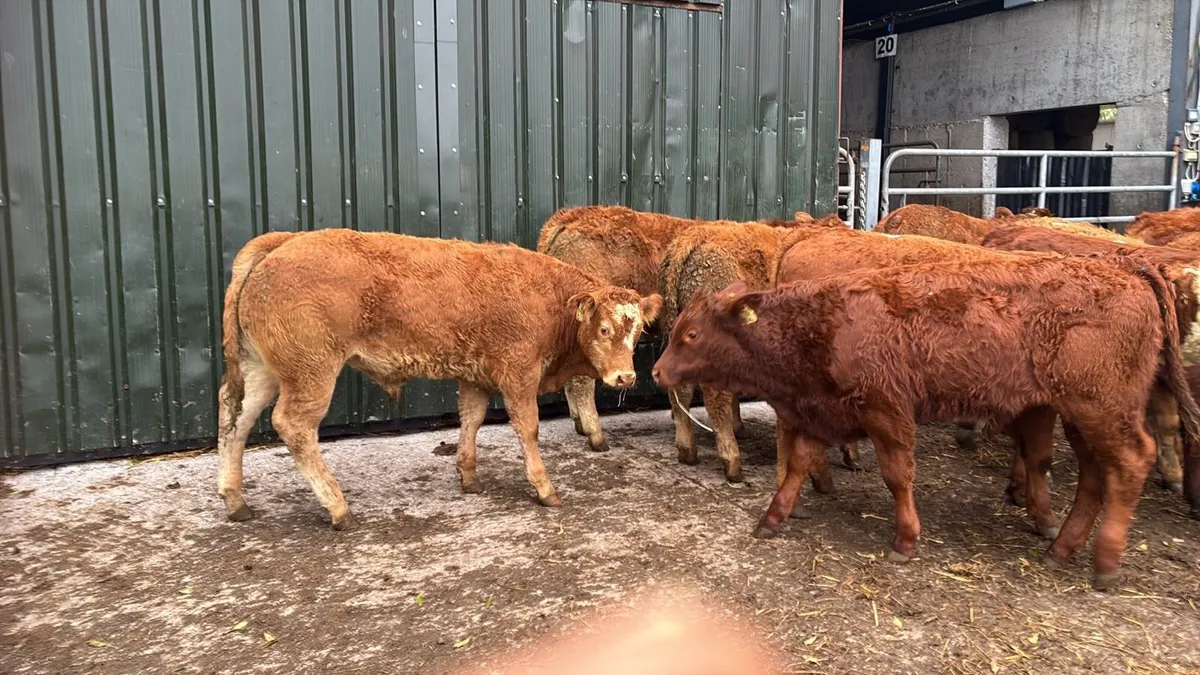 10 super u grade red limosin bull weanlings - Image 4