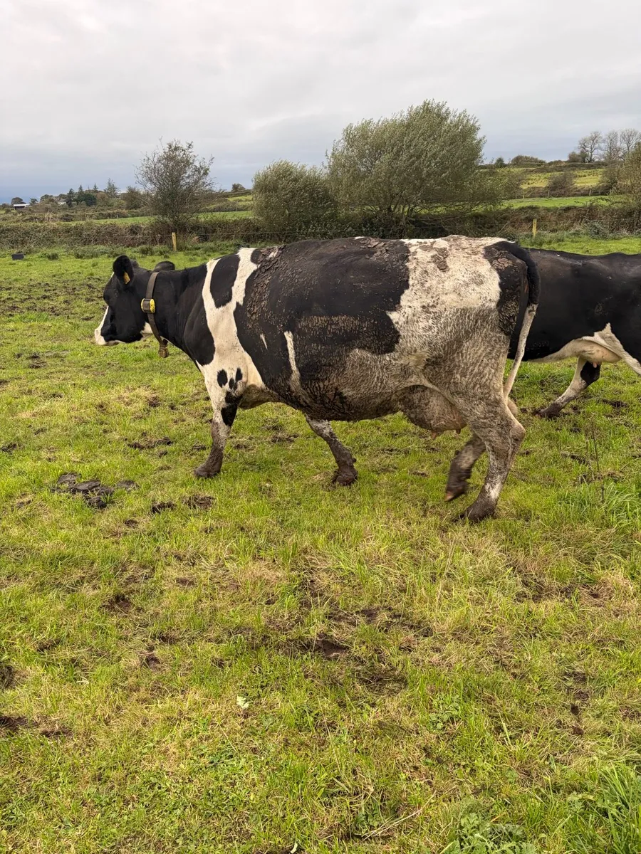 Empty and incalf cows - Image 1