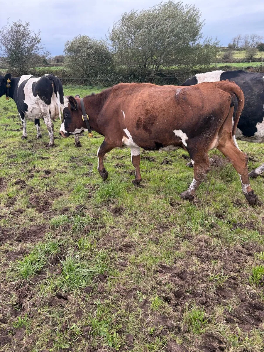 Empty and incalf cows - Image 3