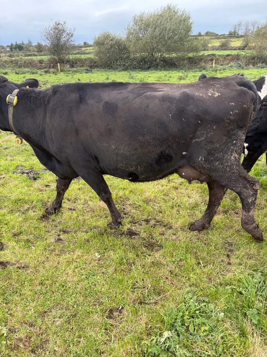 Empty and incalf cows - Image 2