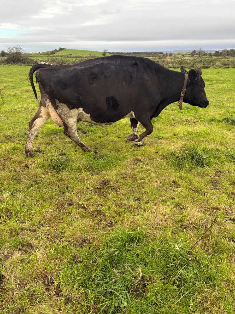 Empty and incalf cows - Image 4