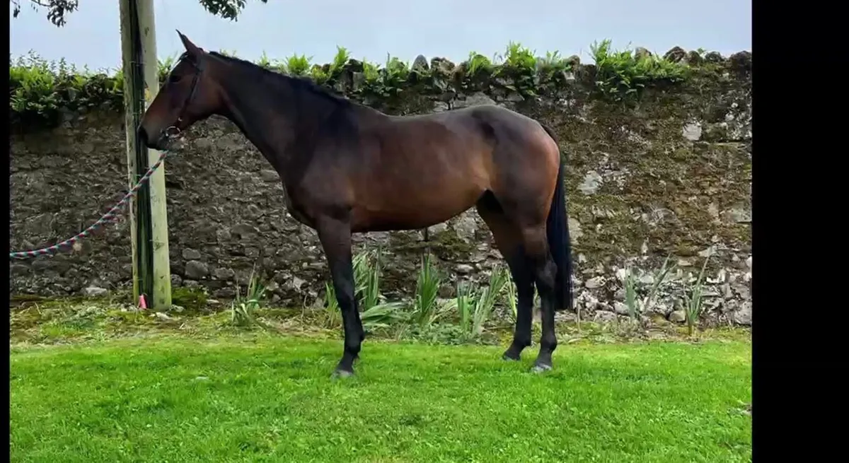 16.2hh Beautiful Bay Mare - Image 3