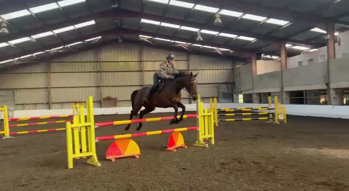 16.2hh Beautiful Bay Mare - Image 1